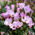 Wood Sorrel flowers from Hudson Valley Seed Co., showcasing delicate green leaves and small white blossoms.