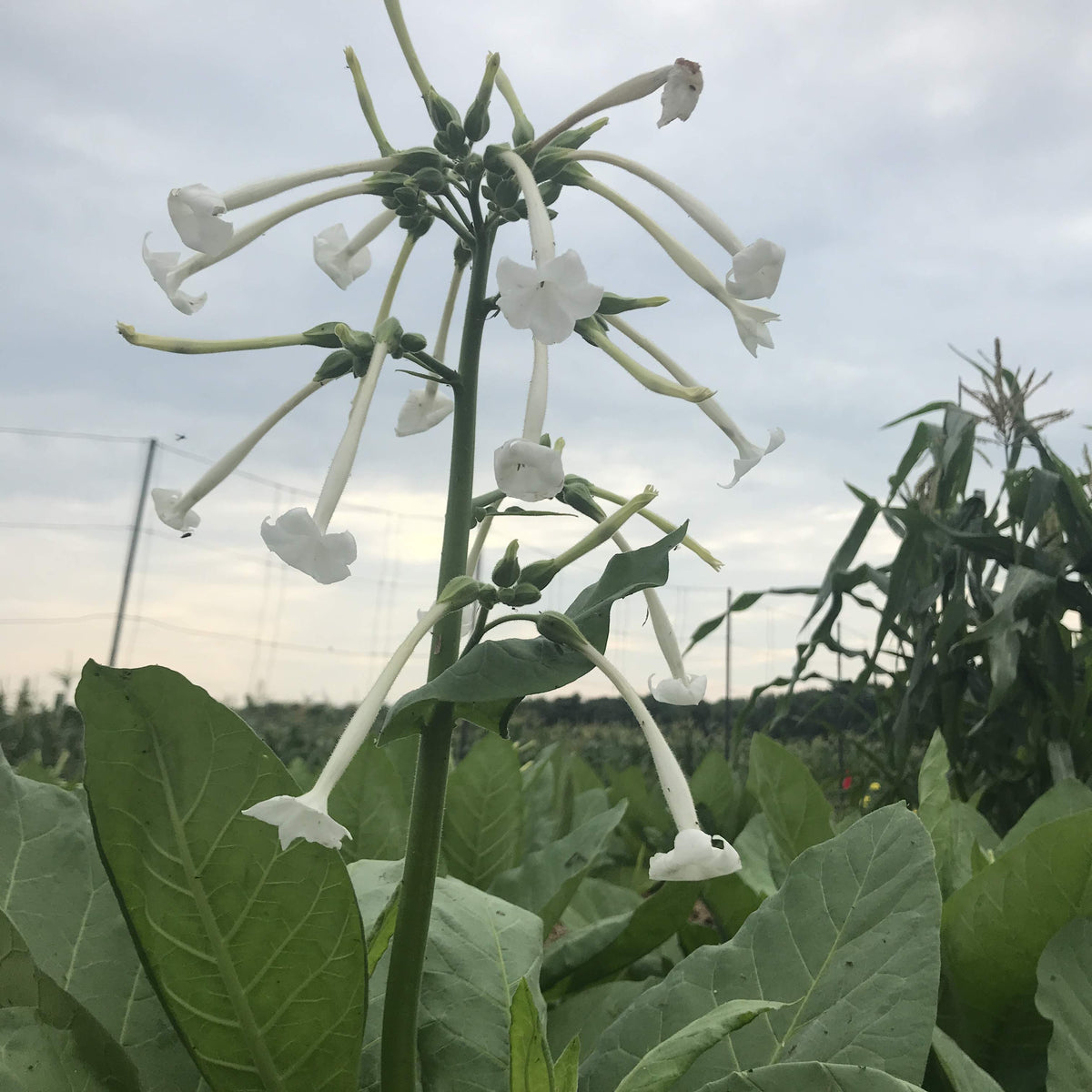 Bright woodland Nicotiana flowers from Hudson Valley Seed Co. with tall, delicate, bell-shaped blooms in natural garden setting.