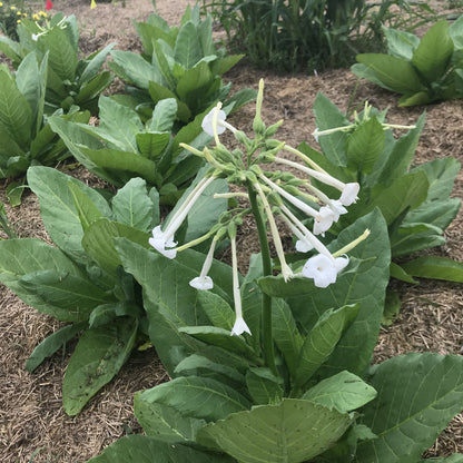 Bright woodland Nicotiana flowers in shades of green and white, cultivated by Hudson Valley Seed Co.