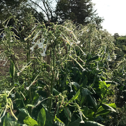 Bright woodland Nicotiana flowers by Hudson Valley Seed Co. featuring delicate white and green blooms in a natural outdoor setting.