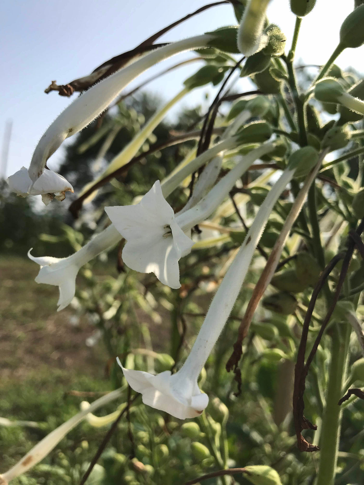Close-up of Woodland Nicotiana flowers with delicate white and green petals, grown by Hudson Valley Seed Co.