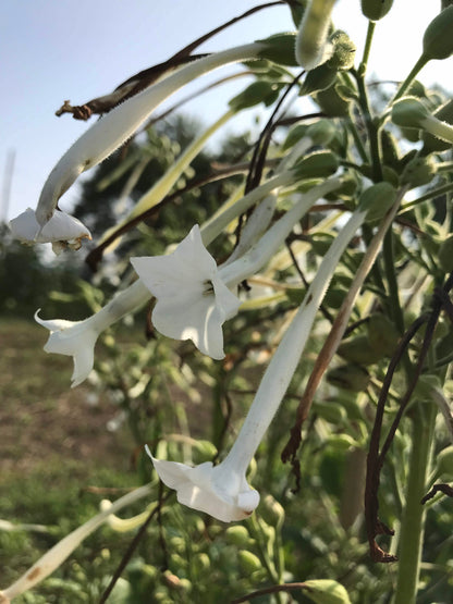 Close-up of Woodland Nicotiana flowers with delicate white and green petals, grown by Hudson Valley Seed Co.