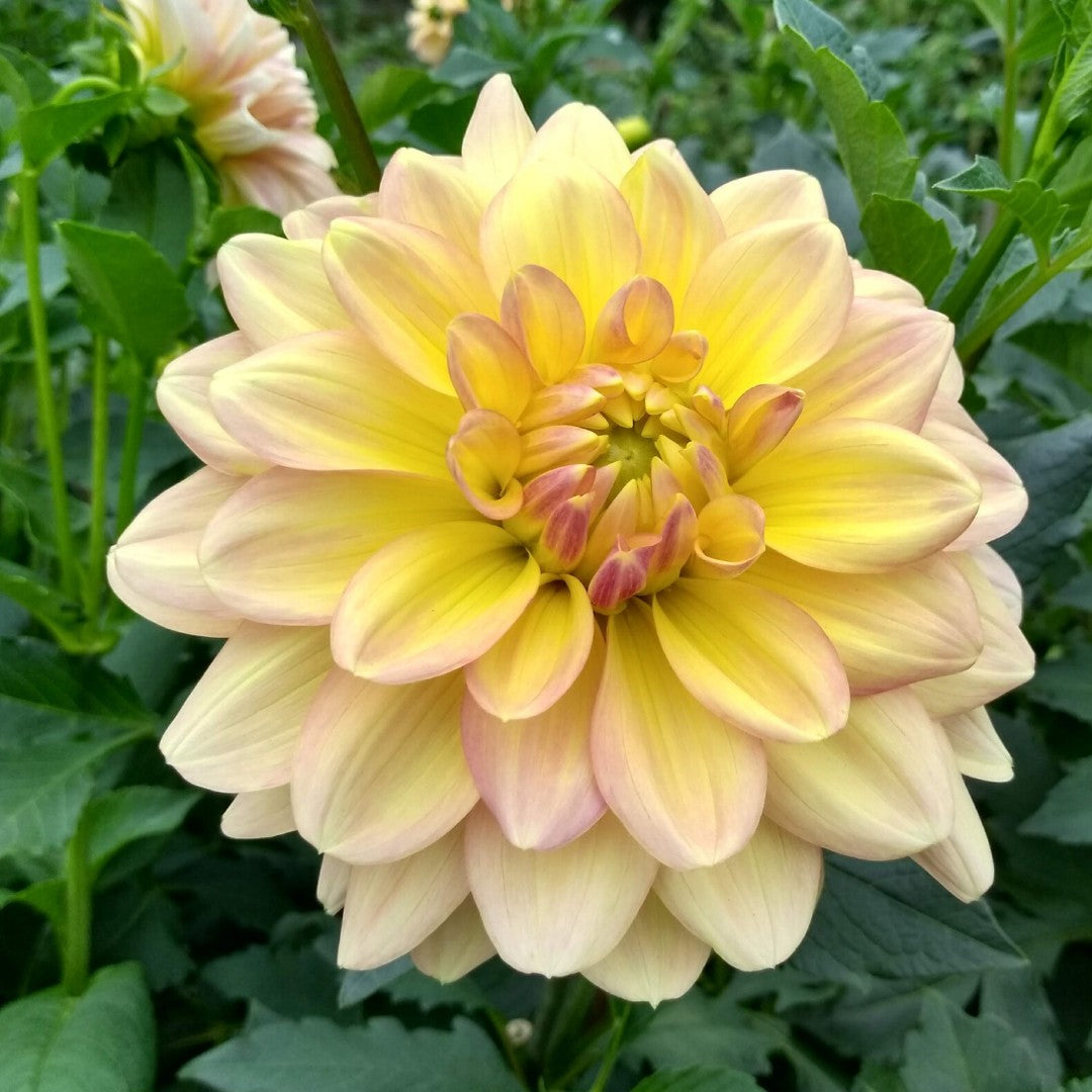 Pastel dahlia tuber from Wyn&