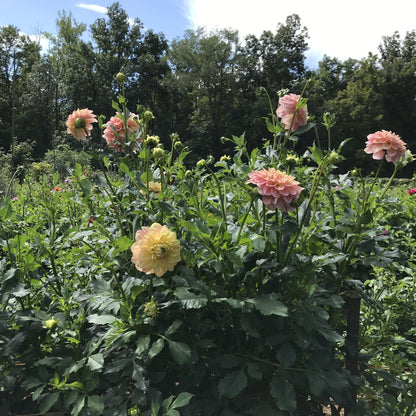 Pastel dahlia tuber from Wyn&