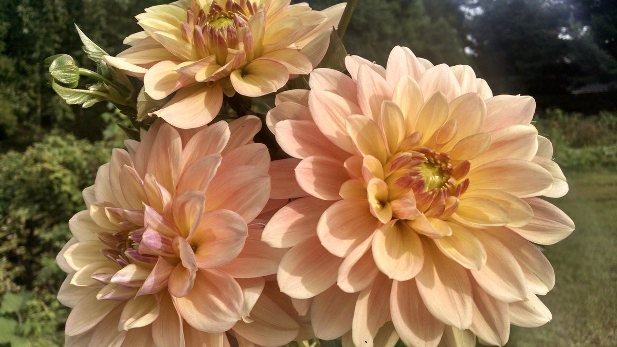 Pastel dahlia tuber from Wyn&