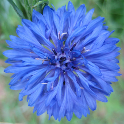Yellow Jubilee Gem bachelor buttons flower seedling from Hudson Valley Seed Co. with green foliage and developing blooms.