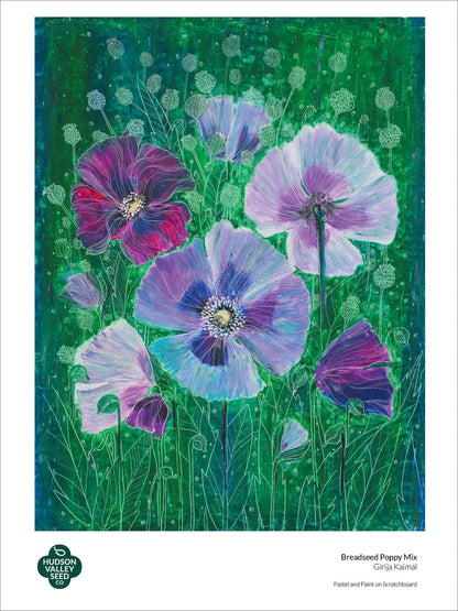 Fine art poster of breadseed poppy by Hudson Valley Seed Co., featuring detailed botanical illustration of vibrant poppy flowers.