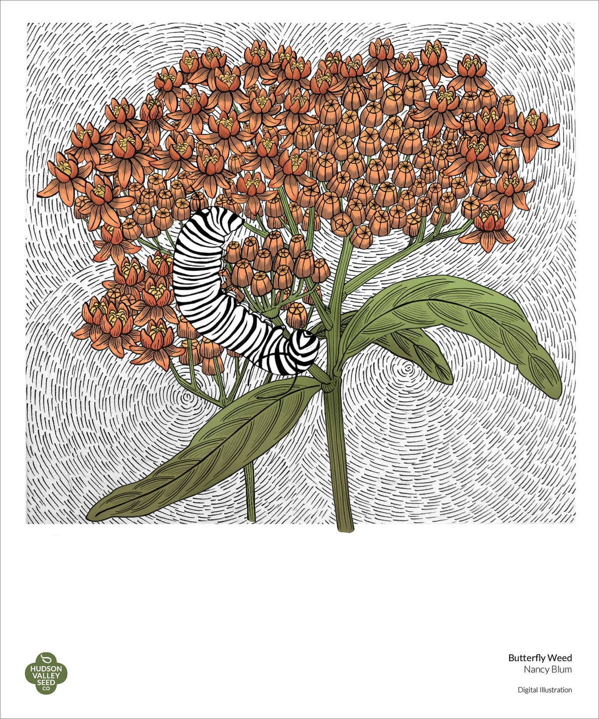 Close-up of a vibrant butterflyweed fine art poster by Hudson Valley Seed Co., showcasing detailed botanical illustration.