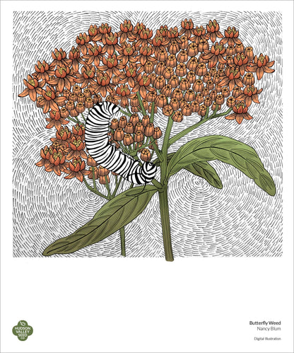 Close-up of a vibrant butterflyweed fine art poster by Hudson Valley Seed Co., showcasing detailed botanical illustration.