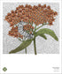 Close-up of a vibrant butterflyweed fine art poster by Hudson Valley Seed Co., showcasing detailed botanical illustration.