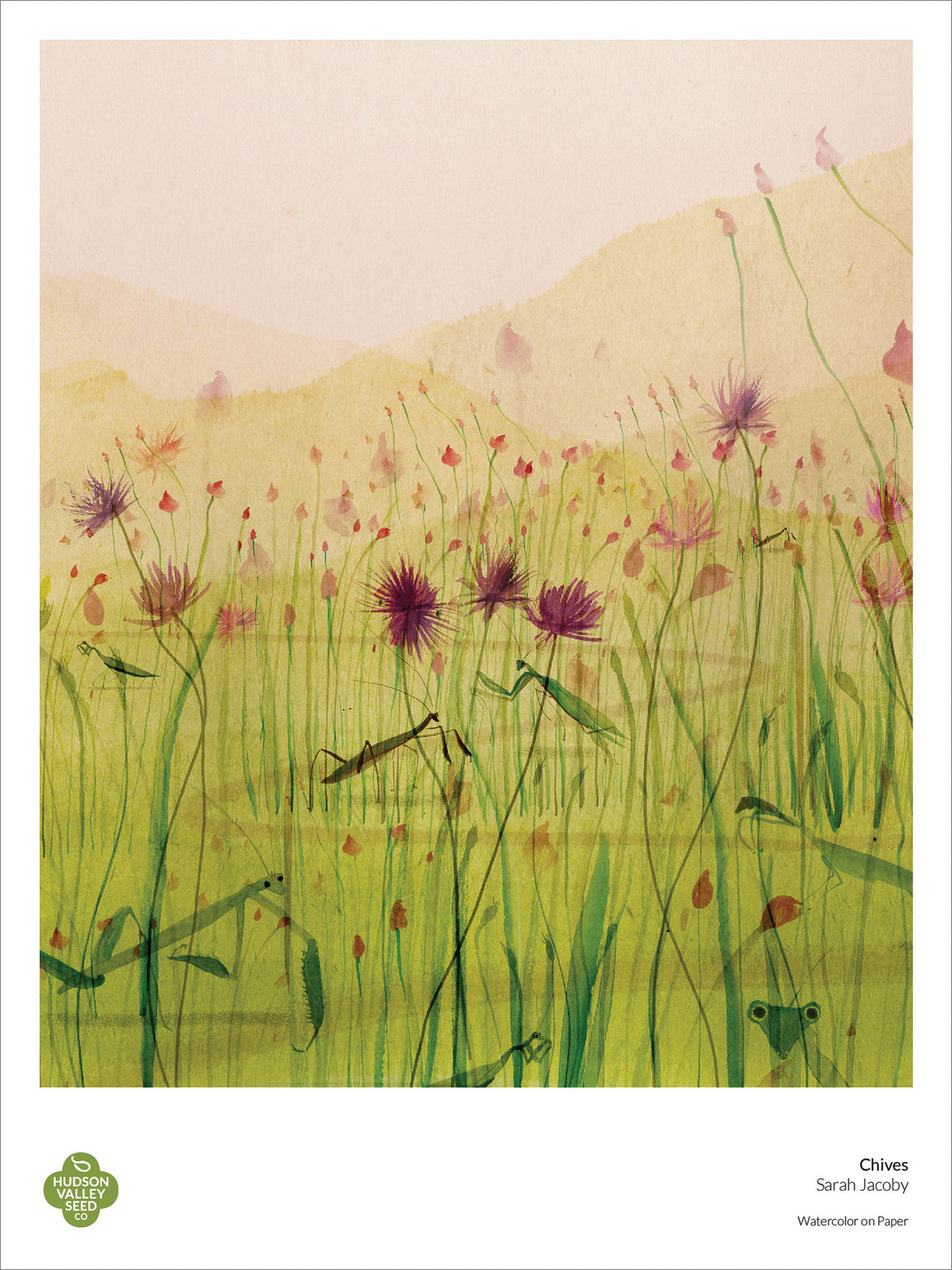 Fine art poster of chives featuring vibrant botanical illustrations by Hudson Valley Seed Co.