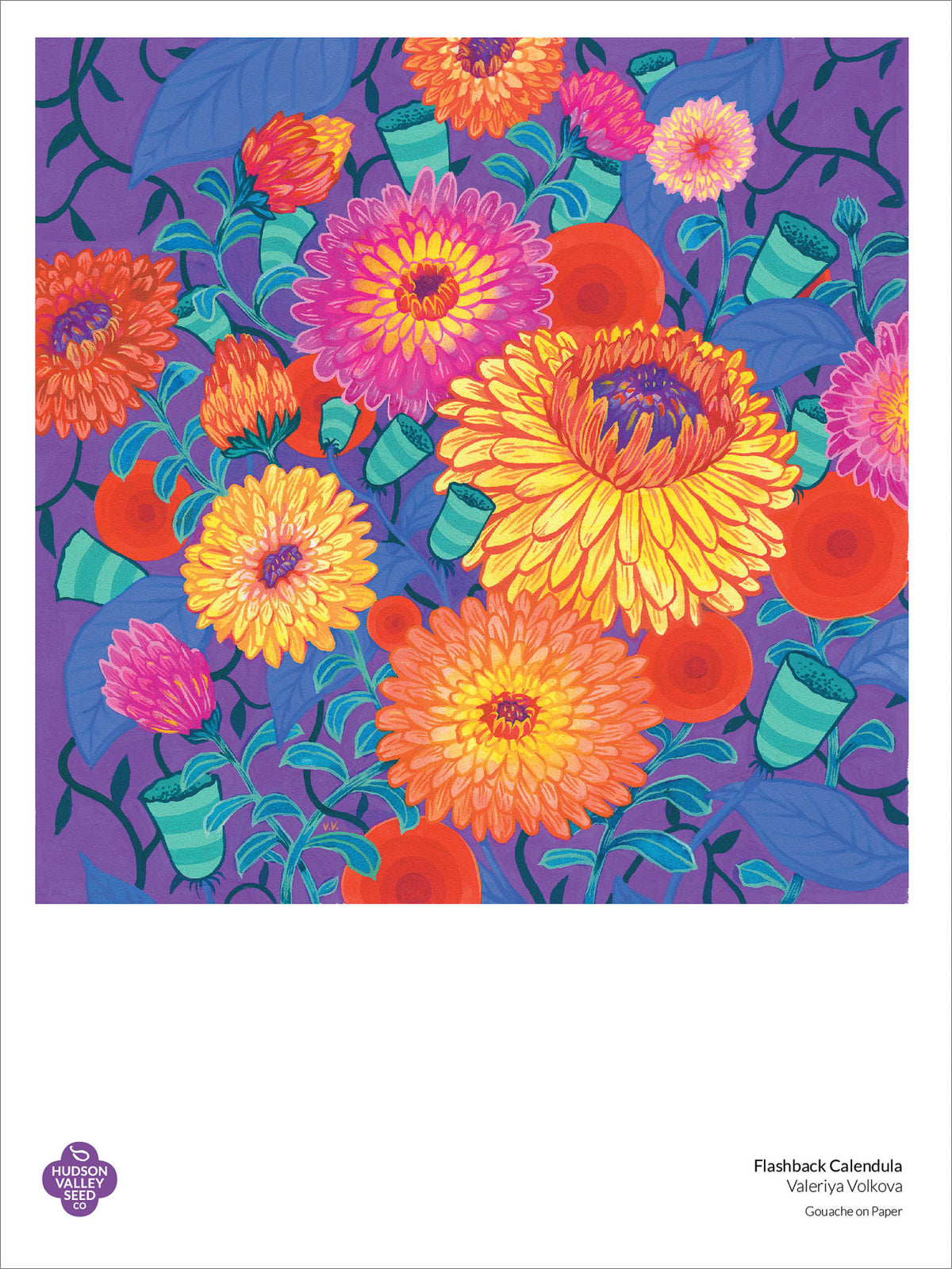 Fine art poster featuring vibrant calendula flowers in a detailed botanical illustration by Hudson Valley Seed Co.