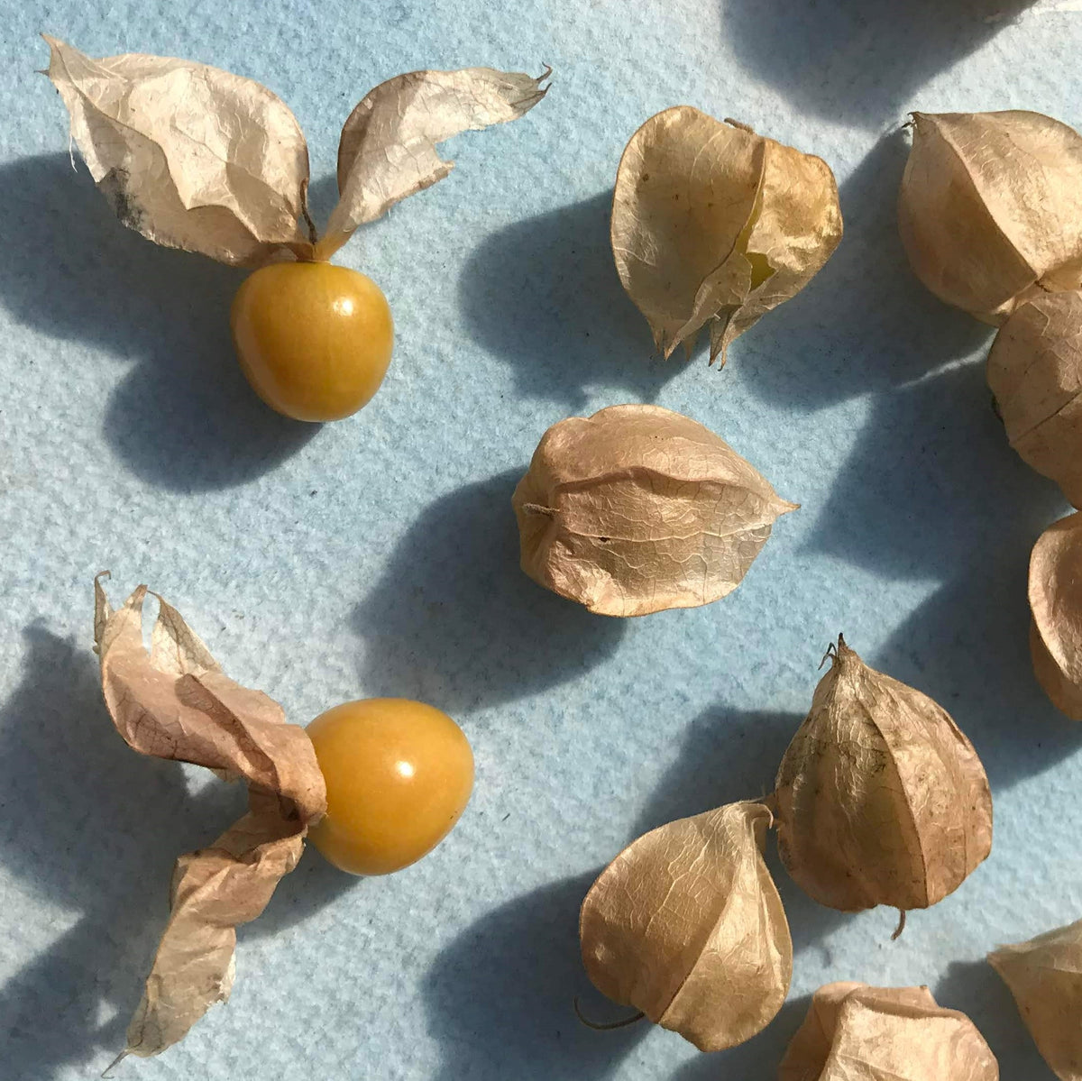 Ground cherry seedlings from Aunt Molly’s by Hudson Valley Seed Co., young vegetable plants with green foliage.