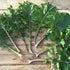 An array of kale shapes present in Gulag Stars!