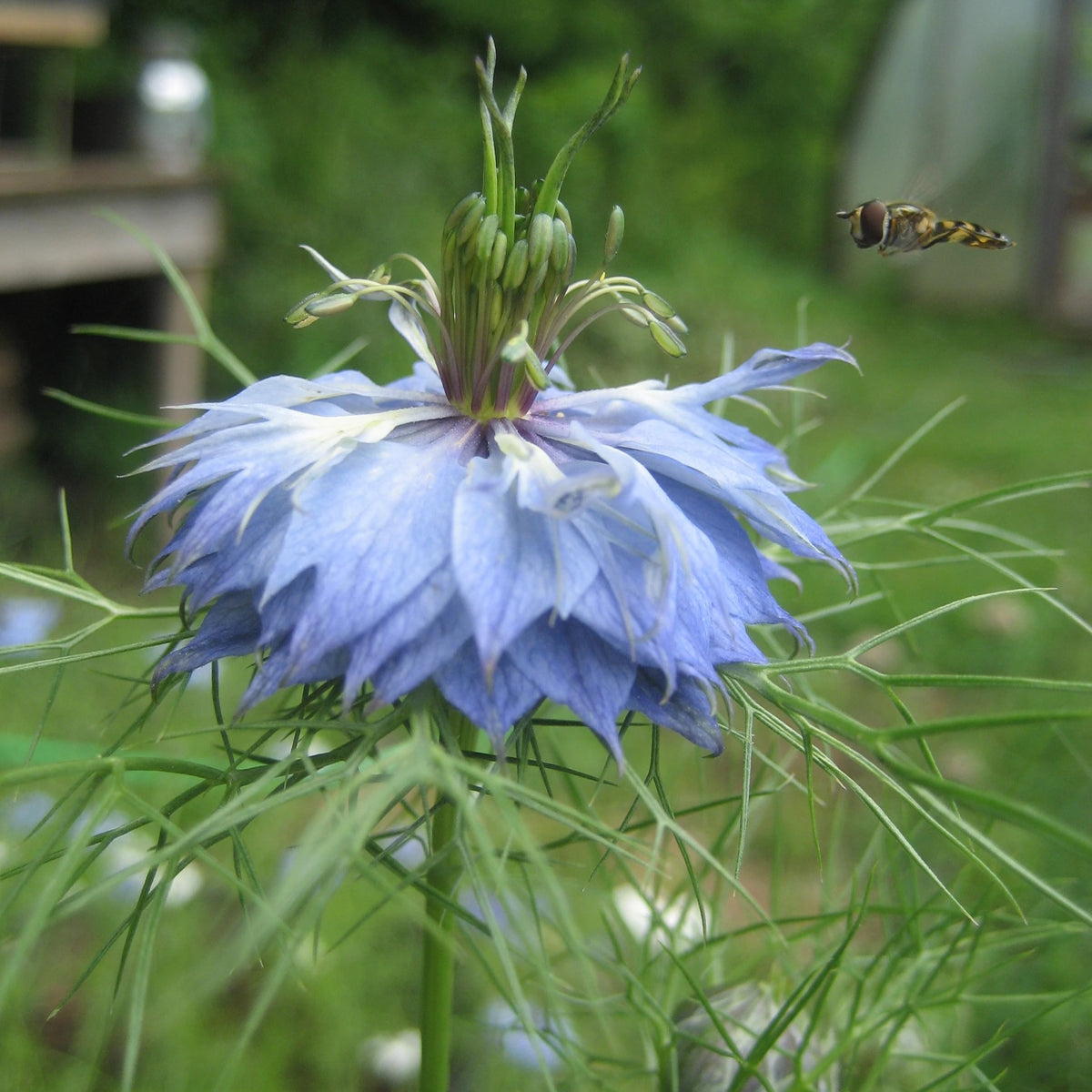 Love in a Mist flower seedlings from Hudson Valley Seed Co., showing green seedlings with delicate foliage.