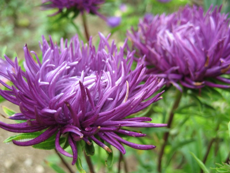 Tiger Paw Aster flower seedlings from Hudson Valley Seed Co. in biodegradable pots ready for planting in a garden.