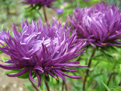 Tiger Paw Aster flower seedlings from Hudson Valley Seed Co. in biodegradable pots ready for planting in a garden.