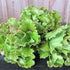 Magenta lettuce seedlings from Hudson Valley Seed Co. ready for planting, vibrant leafy vegetable starter plants.
