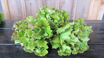 Healthy magenta lettuce seedlings from Hudson Valley Seed Co., vibrant green and magenta leaves ready for planting.