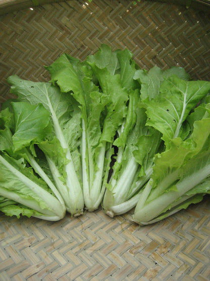 Tokyo Bekana vegetable seedlings from Hudson Valley Seed Co. showing vibrant green leafy young plants in a garden tray.
