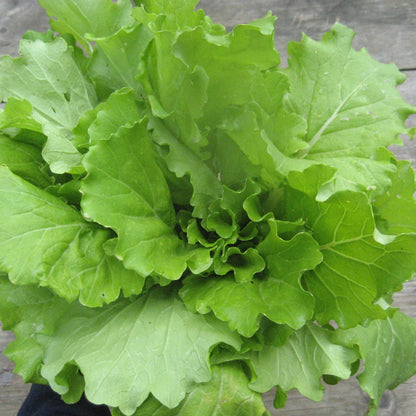 Healthy Tokyo Bekana vegetable seedlings from Hudson Valley Seed Co. ready for planting in a garden.