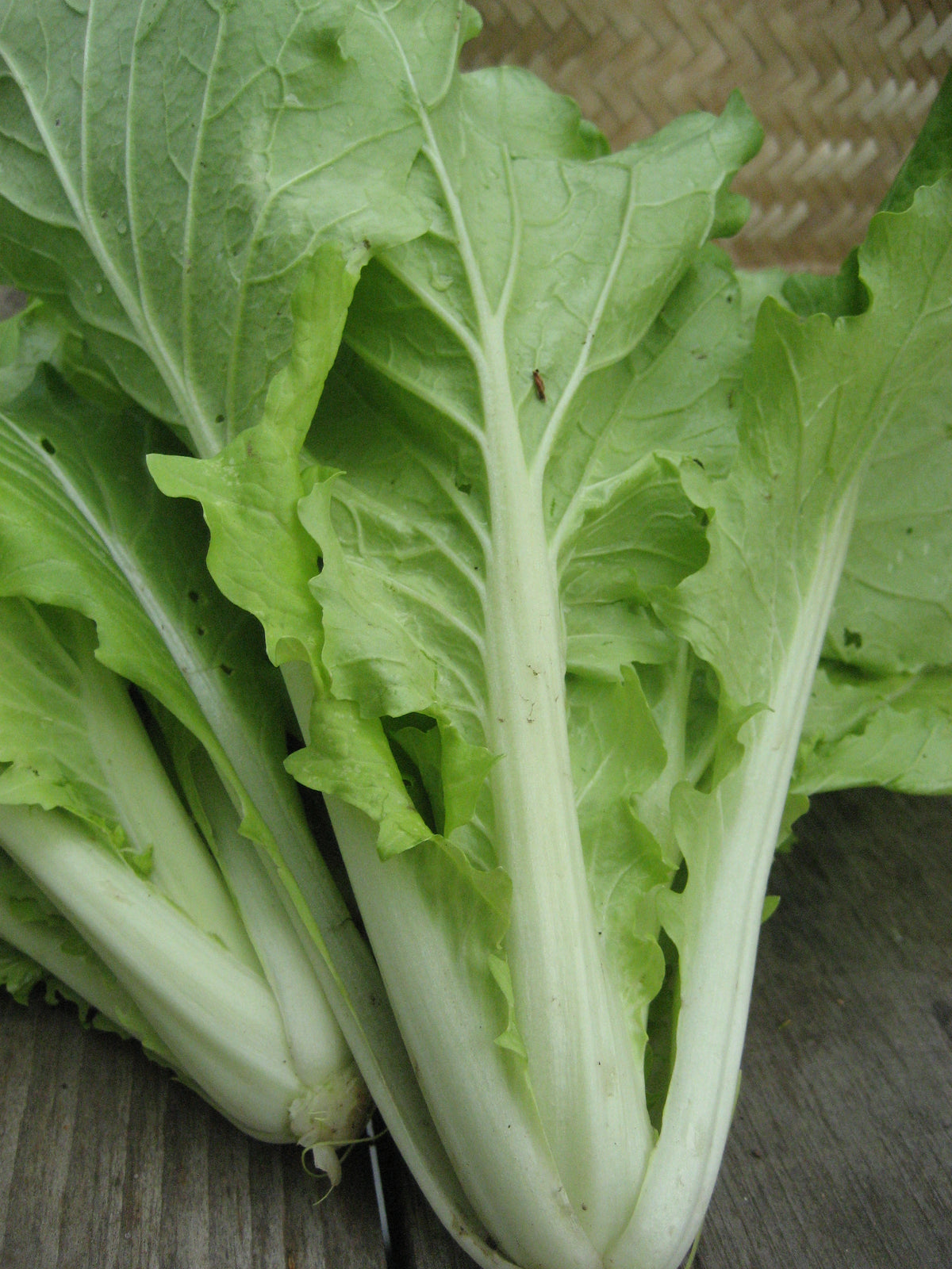 Young Tokyo Bekana vegetable seedlings from Hudson Valley Seed Co. showing leafy green plants in a garden setting.