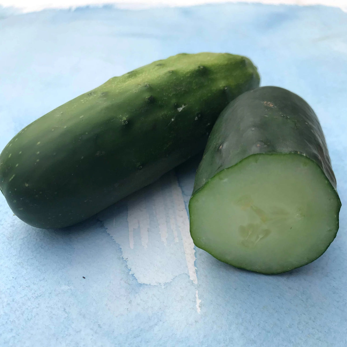 Hudson Valley Seed Co. Marketmore 76 cucumber seedlings growing in a garden tray ready for planting.