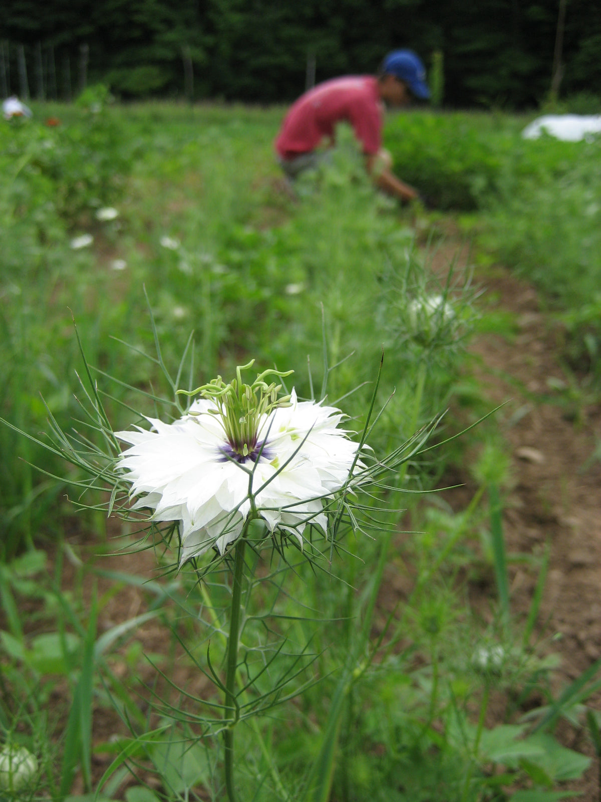 Love in a Mist flower seedlings from Hudson Valley Seed Co. thriving green plants with delicate foliage and early growth stage.