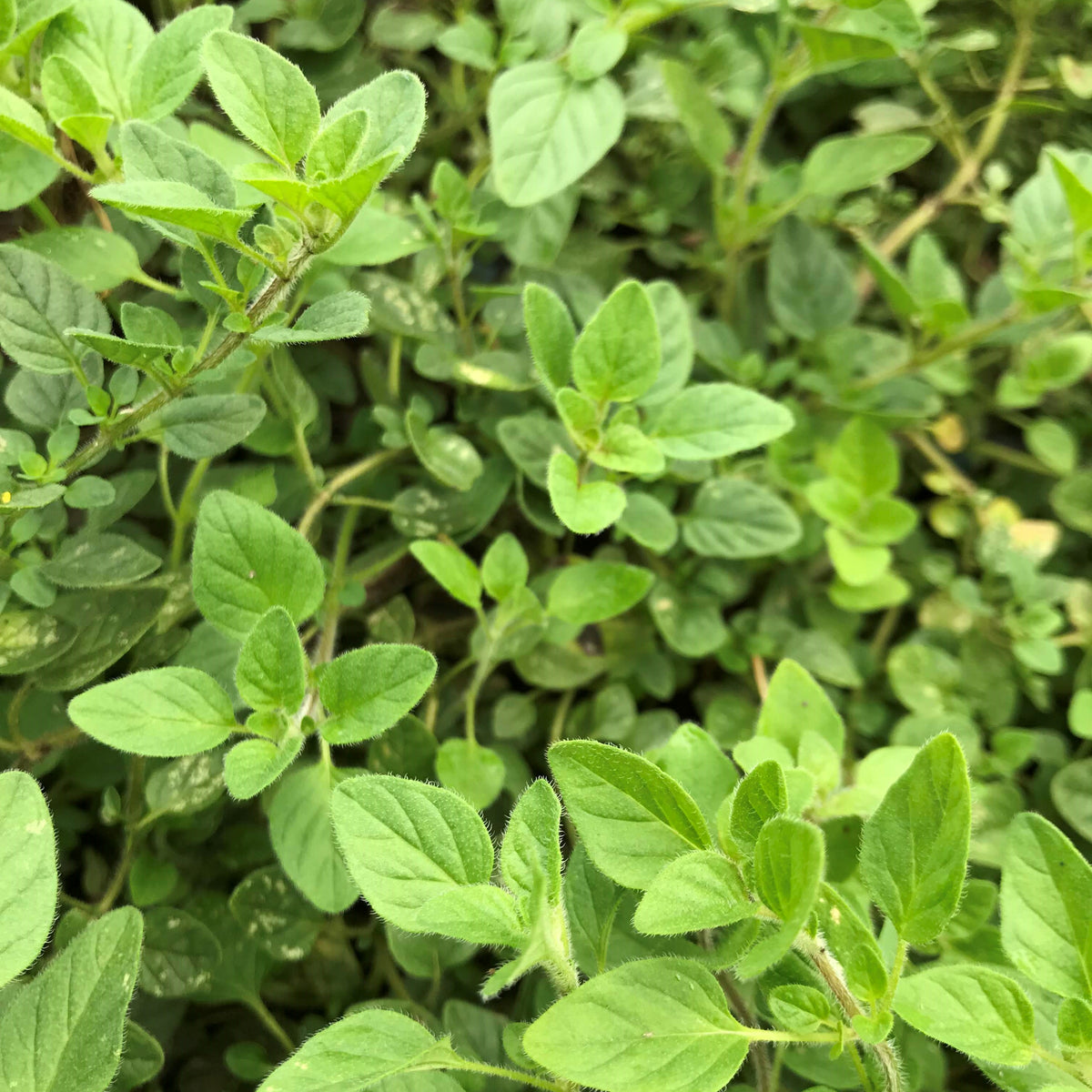 Healthy Greek oregano seedlings from Hudson Valley Seed Co. with green, aromatic herb leaves ready for planting.