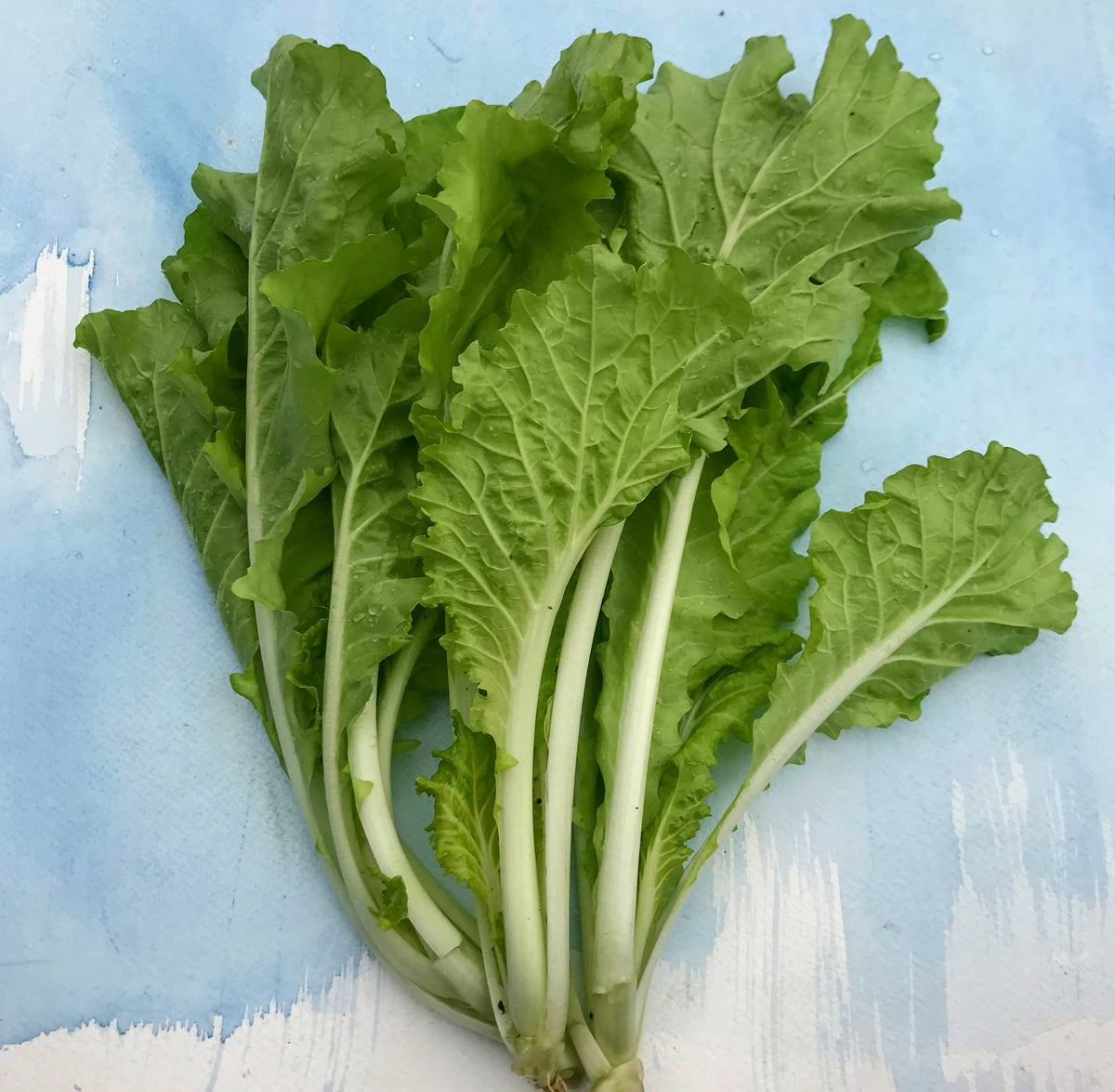 Young Tokyo Bekana vegetable seedlings from Hudson Valley Seed Co. with vibrant green leaves growing in a garden tray.