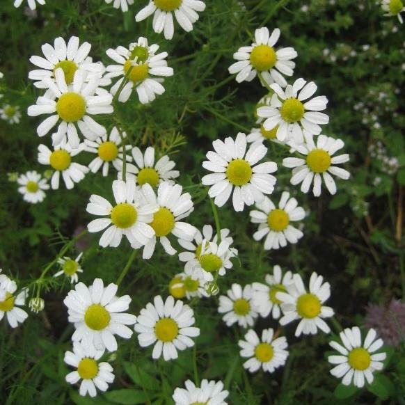 German Chamomile Seedlings