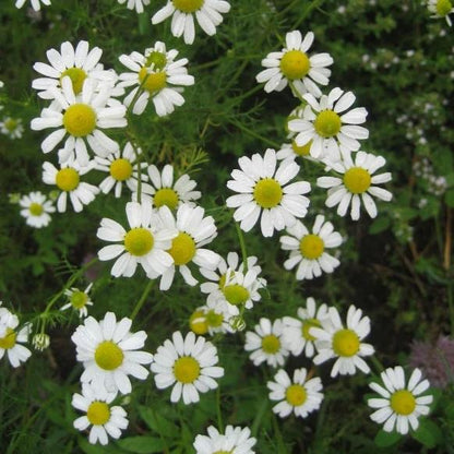 German Chamomile Seedlings