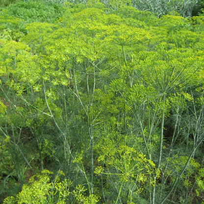 Mammoth Long Island dill seedlings from Hudson Valley Seed Co., fresh herb plants with feathery green leaves.