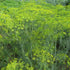 Mammoth Long Island dill seedlings from Hudson Valley Seed Co., fresh herb plants with feathery green leaves.