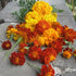 An arrangement of blooms.