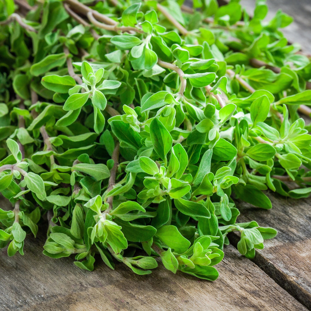 Fresh Marjoram herb seedlings from Hudson Valley Seed Co., showing vibrant green young plants ready for planting.