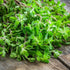Fresh Marjoram herb seedlings from Hudson Valley Seed Co., showing vibrant green young plants ready for planting.