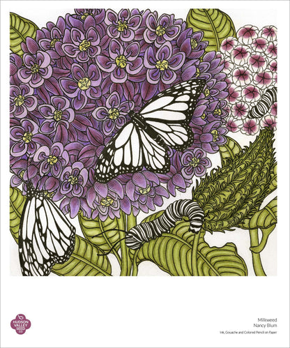 Close-up of a Milkweed Fine Art Poster by Hudson Valley Seed Co. showcasing detailed botanical illustration of milkweed plant.