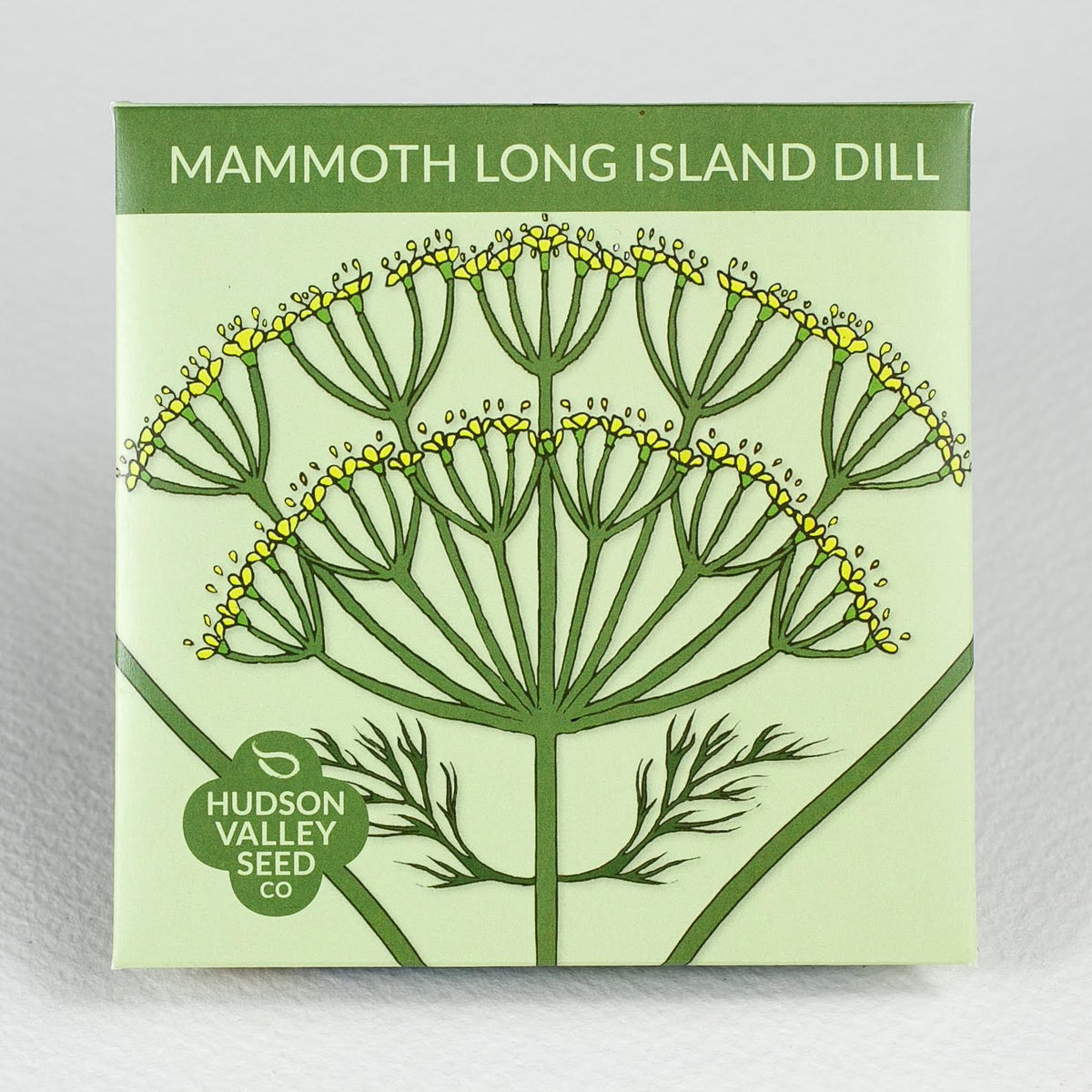Organic Mammoth Long Island dill seedling from Hudson Valley Seed Co., fresh dill herb plant with feathery green leaves.