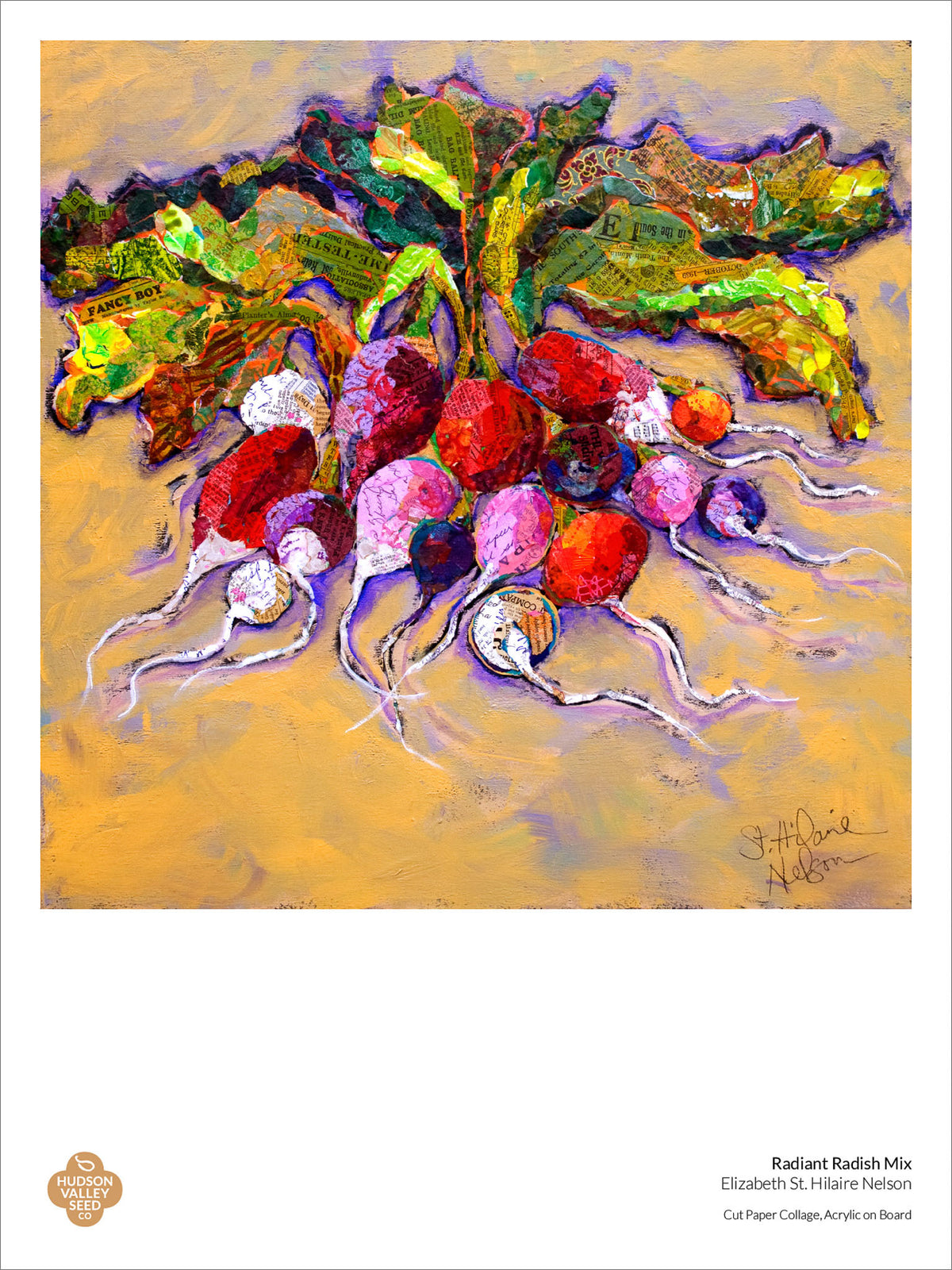 Fine art poster featuring a radiant radish by Hudson Valley Seed Co., showcasing vibrant vegetable illustration on high-quality paper.