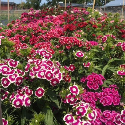Sweet William Dianthus flower seedlings from Hudson Valley Seed Co. showing vibrant green foliage and young flowering stems.