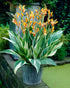 Bright Stuttgart Canna flowers with vibrant orange and green foliage, showcasing lush, tropical plant details.